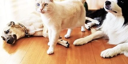 laminat-domashni-lubimci